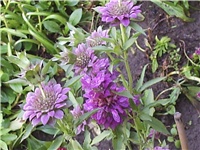 d807c679-Picture 008.jpg